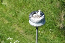 Gatlykta på Nidingen: Här försöker man göra det bekvämt för fåglarna istället för tvärtom.